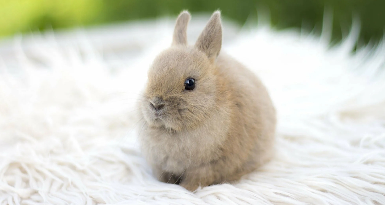 Вся правда о декоративных кроликах